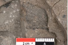 Foto (Detailansicht) von Ficus deschmanni Ettingshausen (NHMW-GEO-2024-0188-7988)